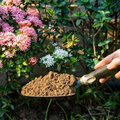 Cách bón phân bò chây vừa tiết kiệm vừa tối ưu