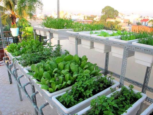 Cách bón phân bò SFARM cho vườn sân thượng để hạn chế mùi