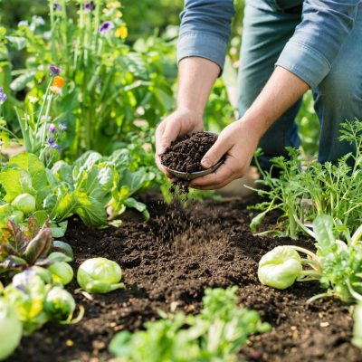 Cách kết hợp phân gà và phân bò theo giai đoạn trồng rau