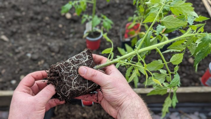 Cách nhận biết rễ khỏe và cà chua bị thối rễ