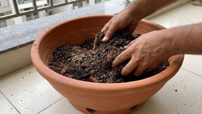 Cách sử dụng phân trùn quế SFARM PB01 khi trộn đất trồng cây trong chậu