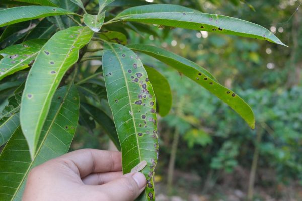 Dùng phân trùn quế có trị được nấm bệnh không