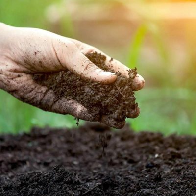 Phân trùn quế làm tốt điều gì cho đất