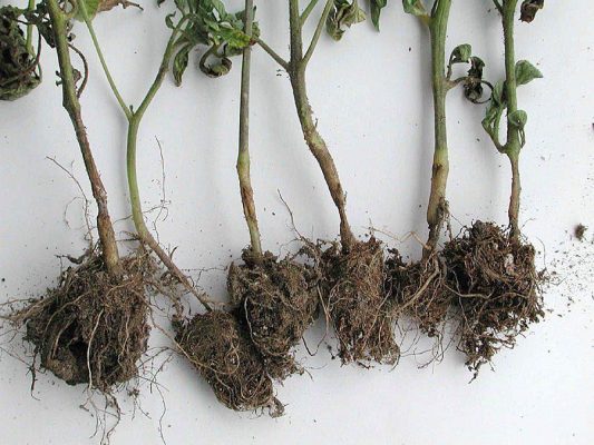 Dấu hiệu bệnh lở cổ rễ cà chua ở cây con