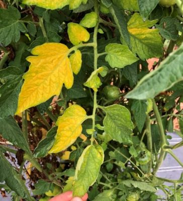Dấu hiệu bệnh héo vàng ca chua do Fusarium