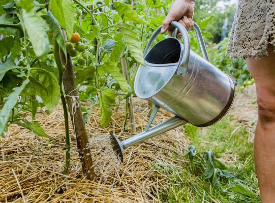 Điều chỉnh tưới và bón phân theo tình trạng cây