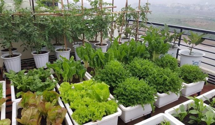 Điều chỉnh lượng bón theo chậu và nhóm rau