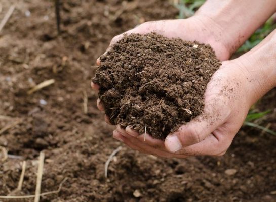 Độ ẩm phân bò SFARM nói lên điều gì?