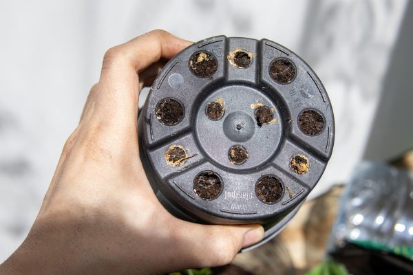Duy trì thoát nước và độ thông thoáng của chậu