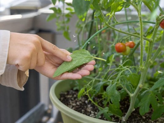 Bước 5 – Kiểm tra mặt dưới lá, gốc và bề mặt đất định kỳ