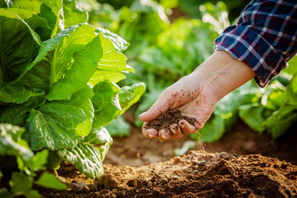 Liều lượng phân bò phù hợp cho rau và cây ngắn ngày