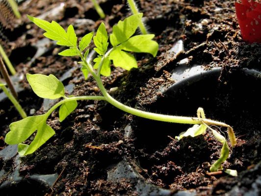Cây teo cổ rễ, đổ rạp sau mọc