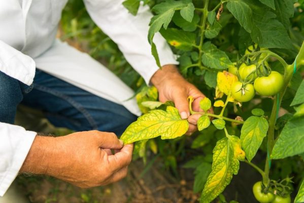 Phân biệt bệnh héo vàng cà chua do thiếu nước, thiếu dinh dưỡng và héo xanh