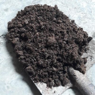 Phân biệt phân bò tươi, phơi khô và ủ hoai