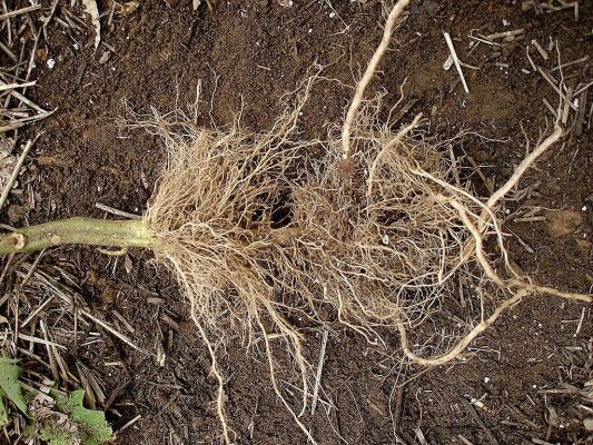 Phân loại đất từ cây khỏe và đất từ cây từng bị bệnh