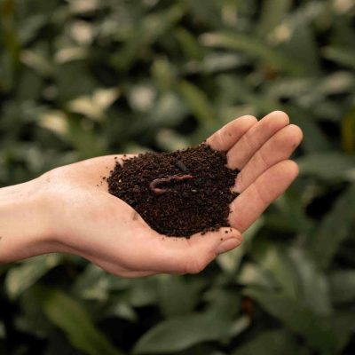 Chọn phân trùn quế hoặc phân hữu cơ đã xử lý