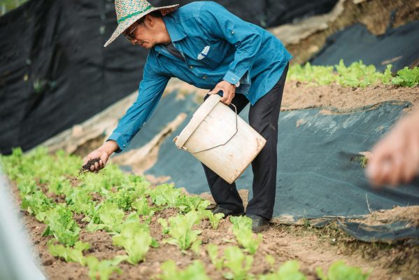 Cách kết hợp phân gà và phân bò theo giai đoạn rau phát triển thân lá