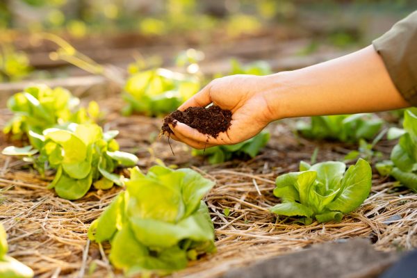 Rau ăn lá là một trong những loại cây phù hợp với phân bò