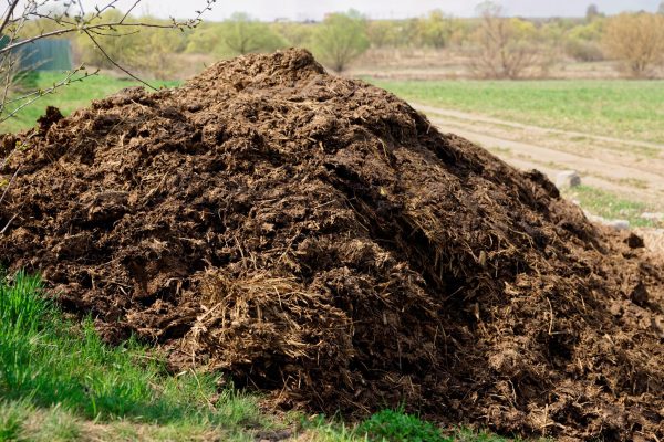 Vì sao cần ủ phân bò trước khi bón cây?