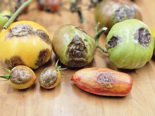 Vì sao cà chua dễ bị bệnh?
