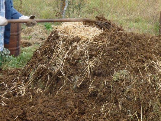 Tạo đống ủ và che phủ phù hợp là một trong những bước trong cách ủ phân bò đúng