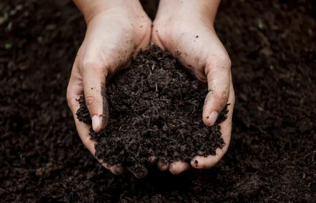 Vai trò của xử lý vi sinh trong quy trình phân bò ủ vi sinh SFARM