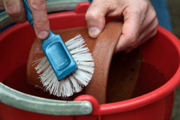 Bước 2 – Vệ sinh chậu, cọc và dụng cụ