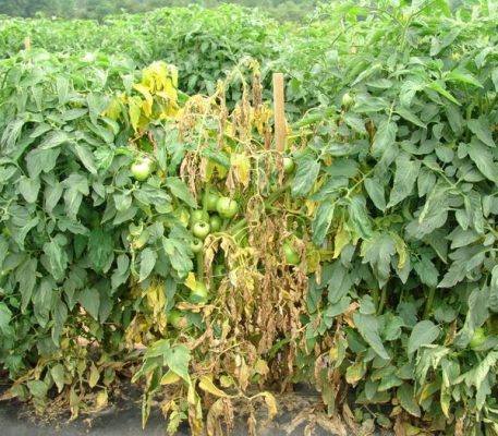 Vì sao không nên chờ cây héo nặng mới bổ sung vi sinh?